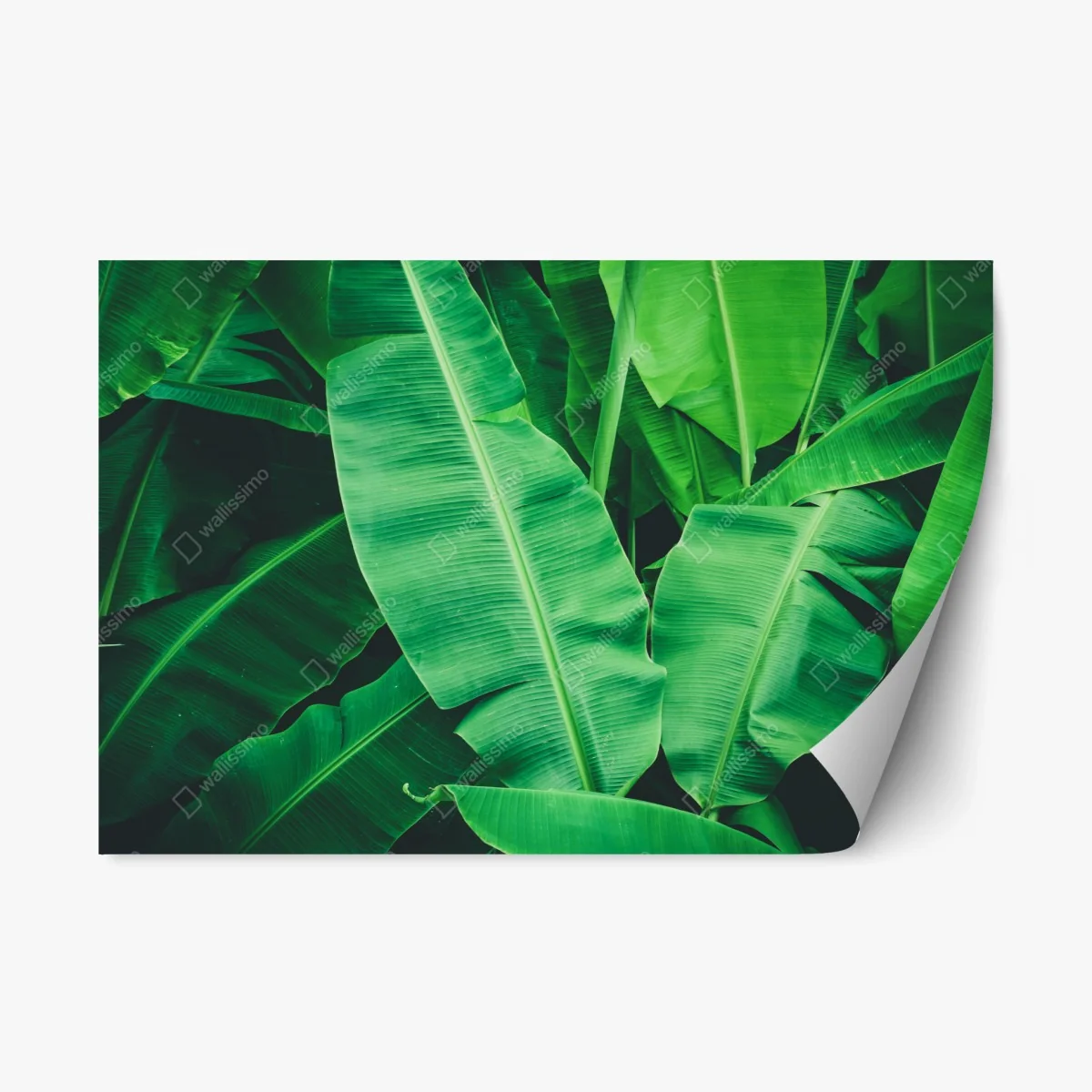Sticker repositionnable feuillage de bananier tropical luxuriant – Wallnifity® Sticker repositionnable feuillage de bananier tropical luxuriant – Wallnifity®