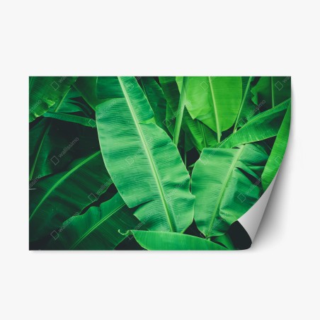 Sticker repositionnable feuillage de bananier tropical luxuriant – Wallnifity®