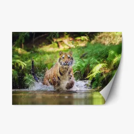 Sticker repositionnable tigre en pleine course dans la rivière – Wallnifity®