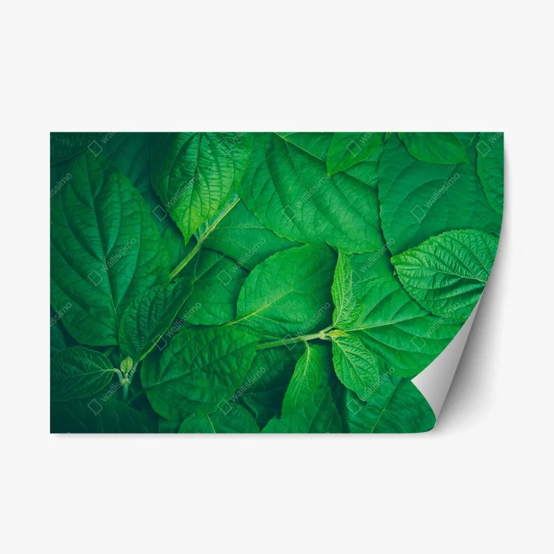 Fleurs et plantes – Wallnifity®