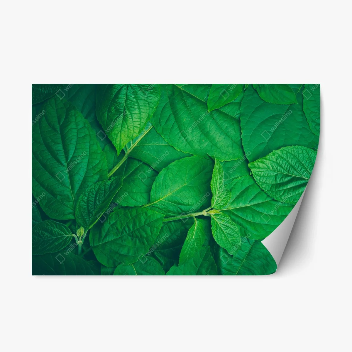 Sticker repositionnable feuillage vert luxuriant – Wallnifity® Sticker repositionnable feuillage vert luxuriant – Wallnifity®