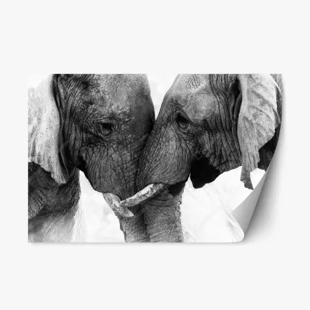 Sticker repositionnable portrait intime d'éléphants en noir et blanc – Wallnifity®