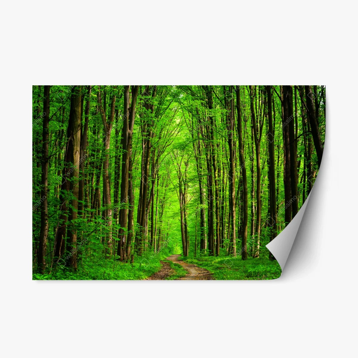 Sticker repositionnable allée forestière verdoyante – Wallnifity® Sticker repositionnable allée forestière verdoyante – Wallnifity®
