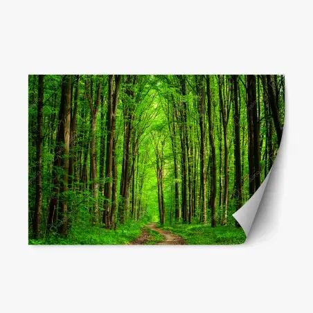 Sticker repositionnable allée forestière verdoyante – Wallnifity®