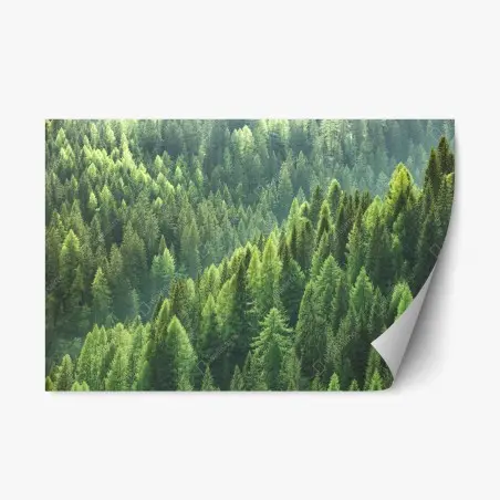 Sticker repositionnable forêt de conifères verdoyante – Wallnifity®