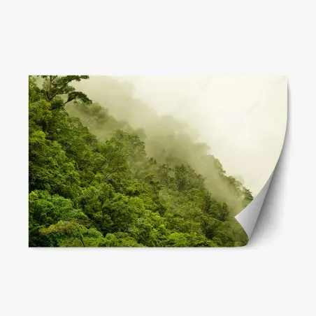 Sticker repositionnable brume sur la forêt tropicale de Cairns – Wallnifity®