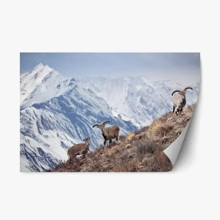 Sticker repositionnable mouflons bleus sur les pentes de l'Himalaya, Népal – Wallnifity®