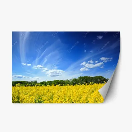 Sticker repositionnable horizon ensoleillé sur champ de colza en Pologne – Wallnifity®