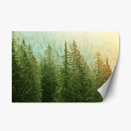 Sticker repositionnable forêt de conifères au lever du soleil – Wallnifity®