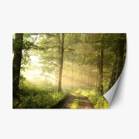 Sticker repositionnable matin doré dans la forêt – Wallnifity®