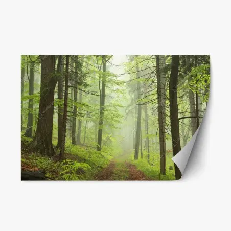 Sticker repositionnable sentier brumeux dans la forêt printanière – Wallnifity®