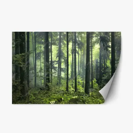 Sticker repositionnable forêt printanière mystérieuse au matin brumeux – Wallnifity®