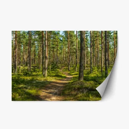 Sticker repositionnable promenade dans la forêt de pins en Suède – Wallnifity®