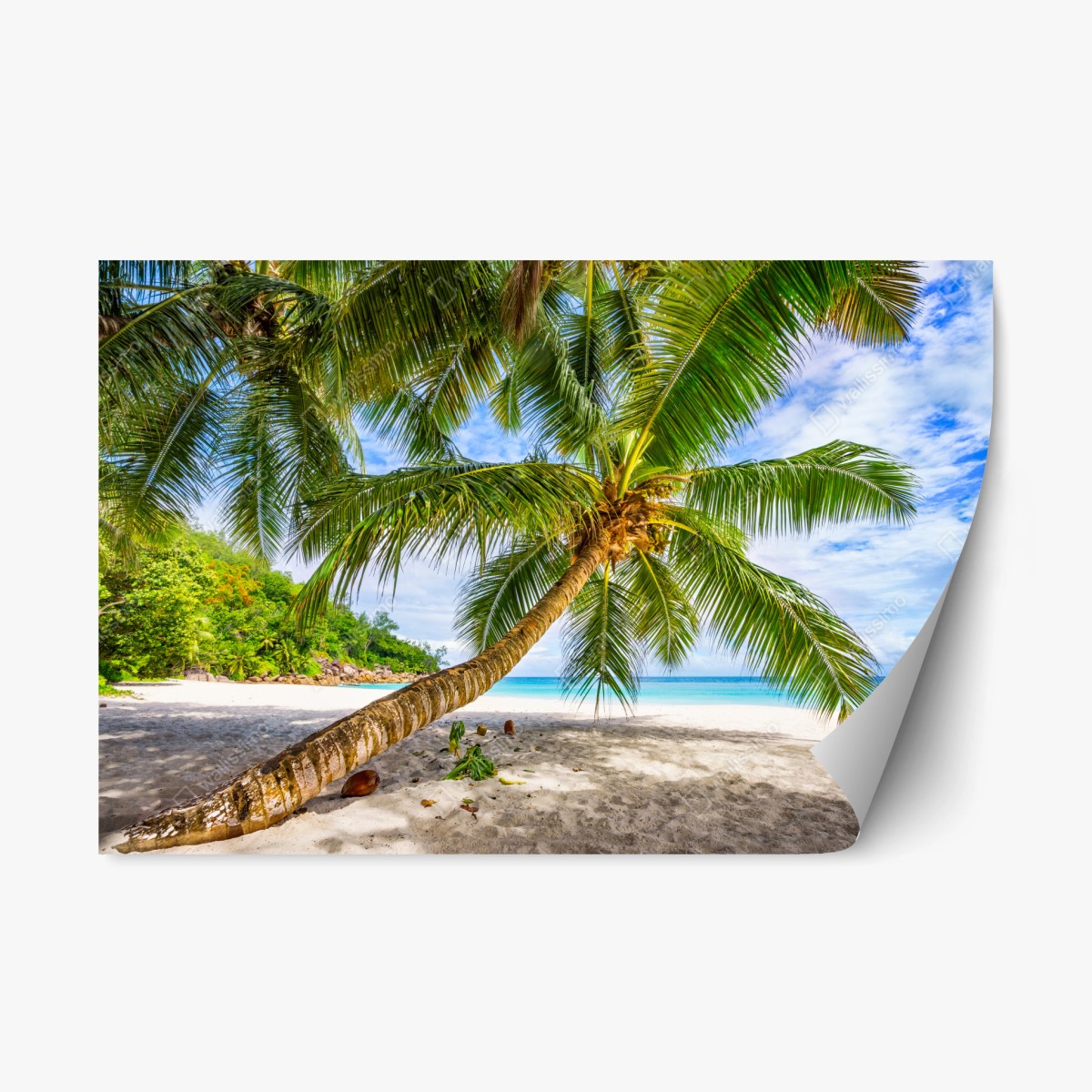 Sticker repositionnable cocotier incliné sur plage de sable blanc – Wallnifity®