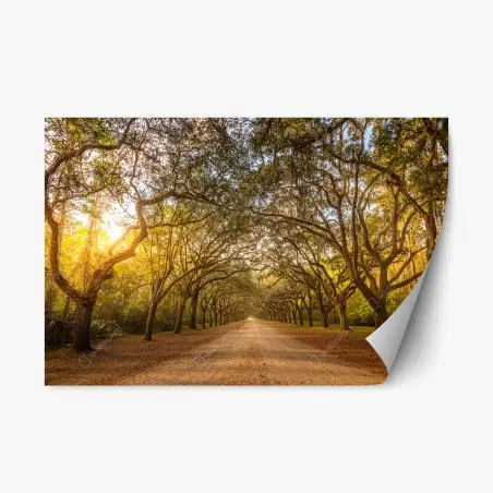 Sticker repositionnable allée de chênes centenaires près de Savannah – Wallnifity®