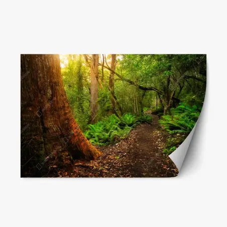 Sticker repositionnable sentier ancien dans la jungle jurassique de Tasmanie – Wallnifity®