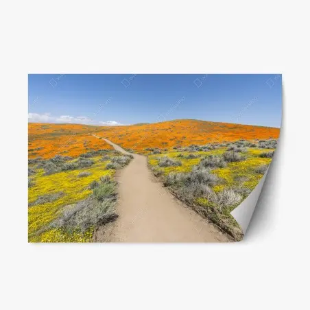 Sticker repositionnable chemin coloré à travers champs de coquelicots et fleurs sauvages – Wallnifity®