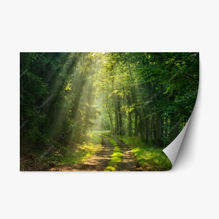 Sticker repositionnable chemin forestier baigné de lumière – Wallnifity®