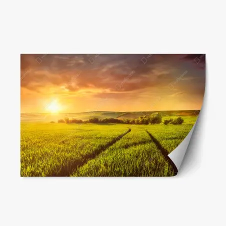 Sticker repositionnable champ doré au soleil couchant – Wallnifity®