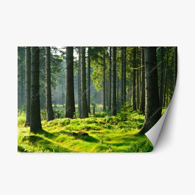 Sticker repositionnable forêt enchantée au petit matin – Wallnifity®