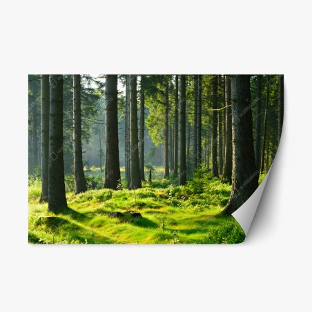 Sticker repositionnable forêt enchantée au petit matin – Wallnifity®