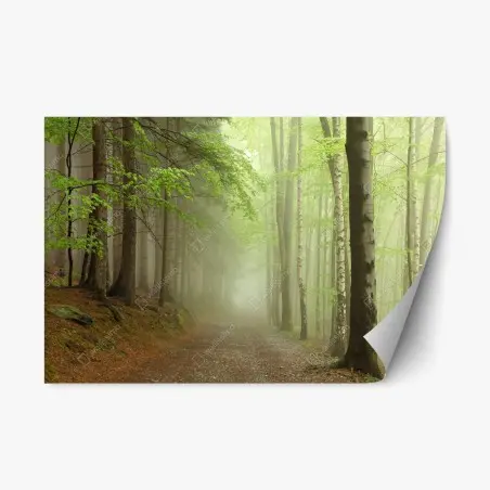 Sticker repositionnable sentier brumeux dans la forêt – Wallnifity®