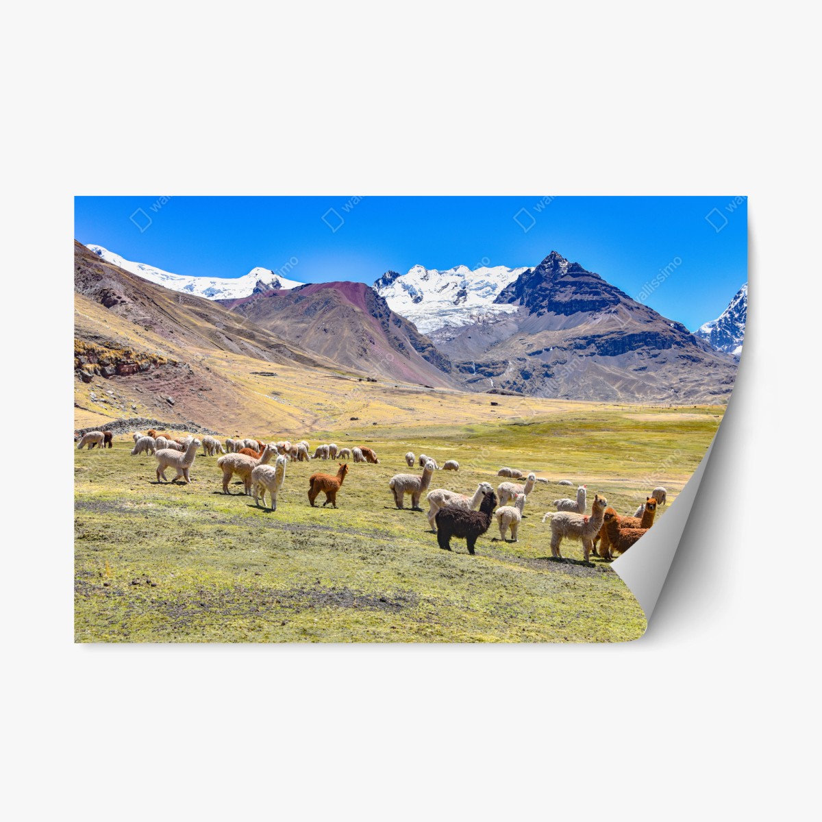 Sticker repositionnable alpagas et lamas au pied du mont Ausangate, Cusco – Wallnifity®