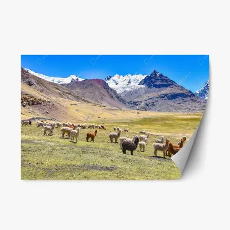 Sticker repositionnable alpagas et lamas au pied du mont Ausangate, Cusco – Wallnifity®