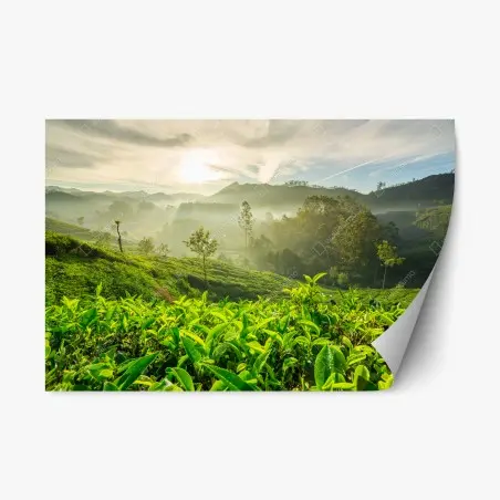 Sticker repositionnable lever de soleil sur les plantations de thé à Munnar, Kerala, Inde – Wallnifity®