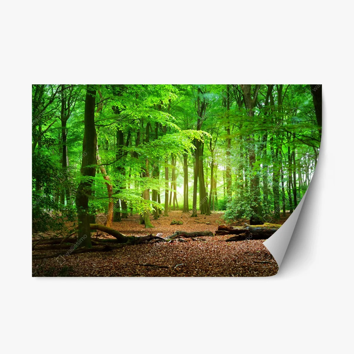 Sticker repositionnable clairière verdoyante au lever du jour – Wallnifity® Sticker repositionnable clairière verdoyante au lever du jour – Wallnifity®