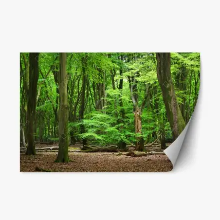 Sticker repositionnable refuge verdoyant en forêt – Wallnifity®