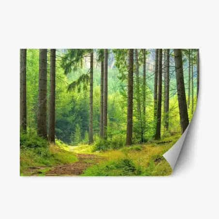Sticker repositionnable sentier lumineux en forêt – Wallnifity®