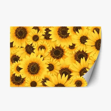 Sticker repositionnable éclat de tournesols jaunes – Wallnifity®