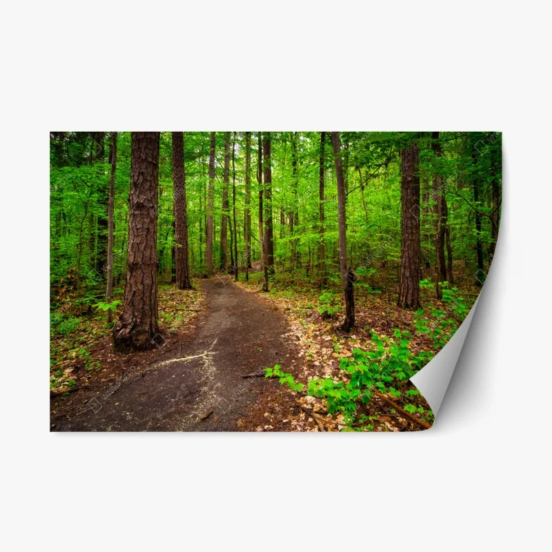 Sticker repositionnable sentier forestier verdoyant – Wallnifity®