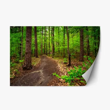 Sticker repositionnable sentier forestier verdoyant – Wallnifity®