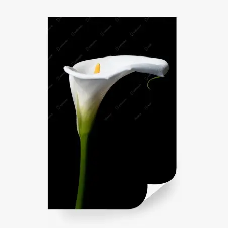 Papier peint élégance d'arum blanc sur fond noir – Wallnifity®