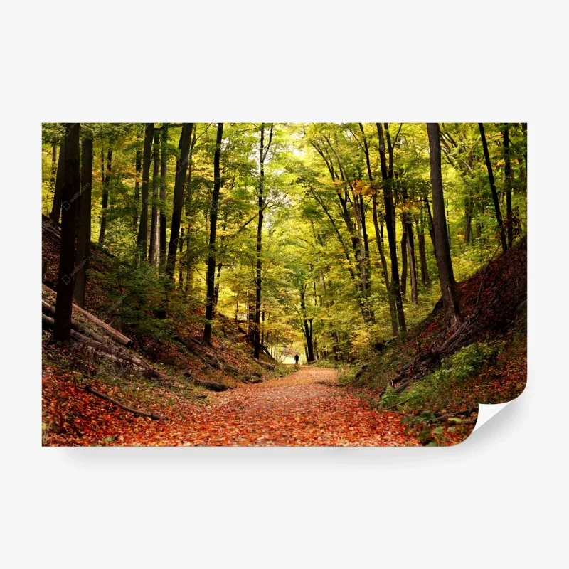 Papier peint balade au cœur de la forêt automnale – Wallnifity® Papier peint balade au cœur de la forêt automnale – Wallnifity®