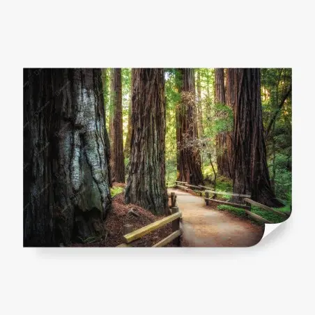 Papier peint sentier entre séquoias majestueux – Wallnifity®