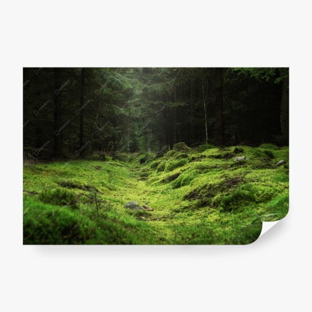 Papier peint sentier mousseux dans la forêt – Wallnifity®