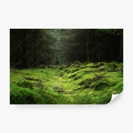 Papier peint sentier mousseux dans la forêt – Wallnifity®
