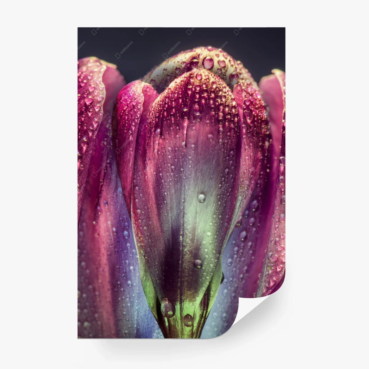 Papier peint bouton floral violet en gouttes de rosée – Wallnifity® Papier peint bouton floral violet en gouttes de rosée – Wallnifity®