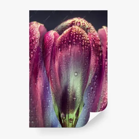 Papier peint bouton floral violet en gouttes de rosée – Wallnifity®