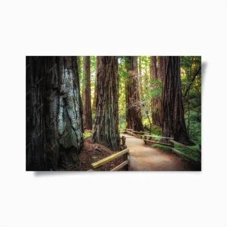 Poster sentier entre séquoias majestueux – Wallnifity®