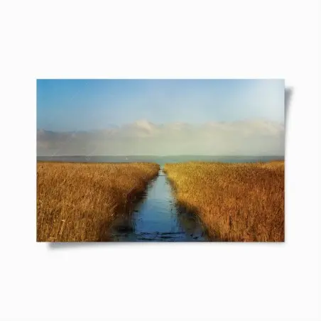 Poster voie d'eau entre roseaux dorés – Wallnifity®