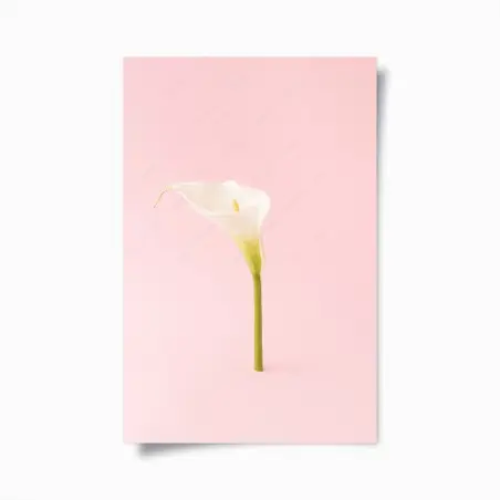 Poster fleur d'arum élégante sur fond rose – Wallnifity®