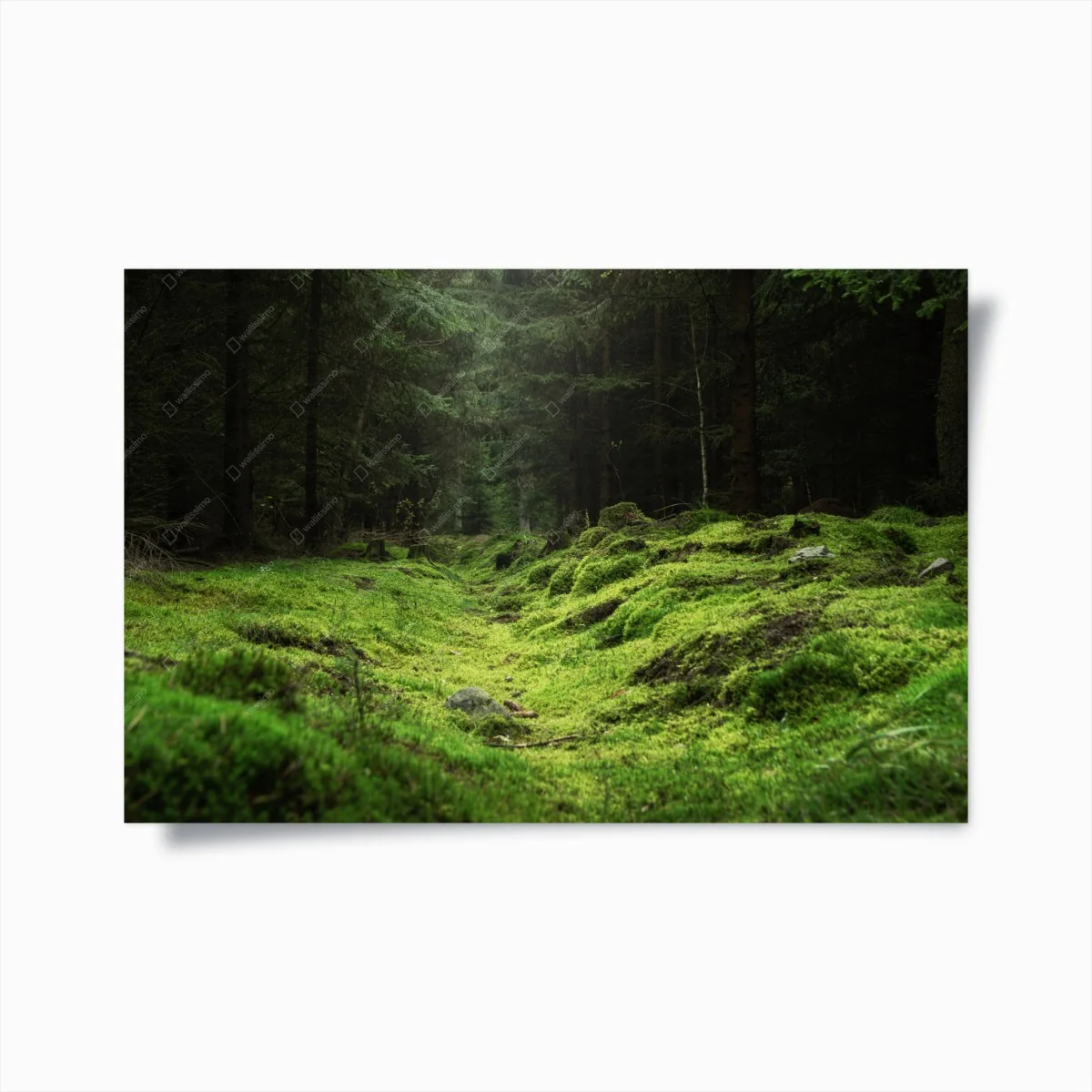 Poster sentier mousseux dans la forêt – Wallnifity® Poster sentier mousseux dans la forêt – Wallnifity®