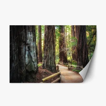 Sticker repositionnable sentier entre séquoias majestueux – Wallnifity®