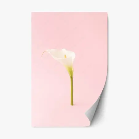Sticker repositionnable fleur d'arum élégante sur fond rose – Wallnifity®