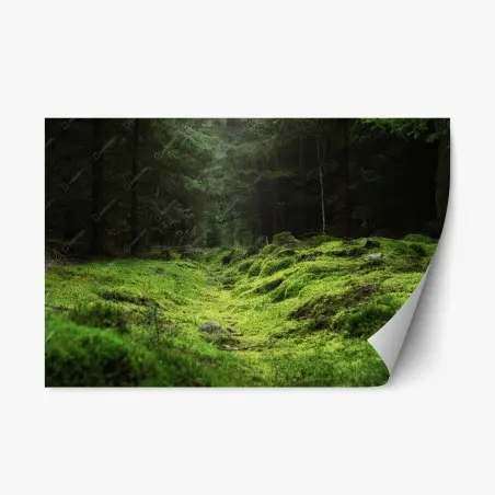 Sticker repositionnable sentier mousseux dans la forêt – Wallnifity®