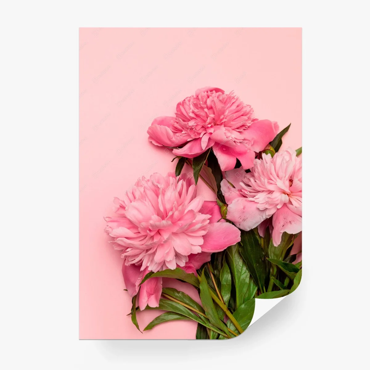 Papier peint bouquet de pivoines roses sur fond rose – Wallnifity® Papier peint bouquet de pivoines roses sur fond rose – Wallnifity®